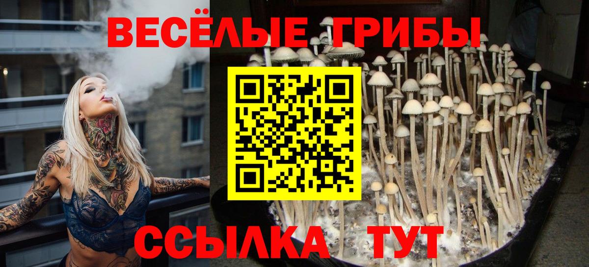 Тамбов  Псилоцибиновые грибы Psilocybine cubensis  Вход с VPN 